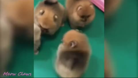 Fluffy funny dogs you can't resist