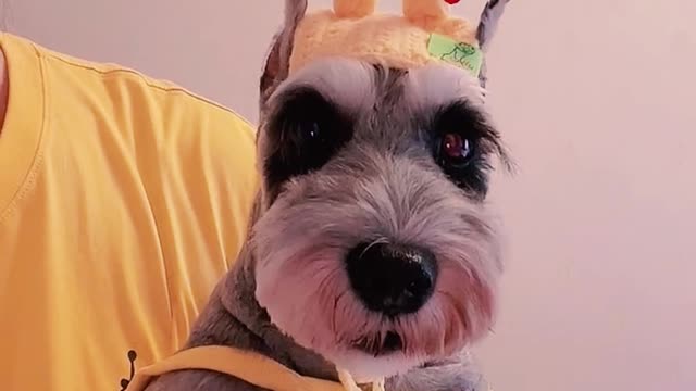 Cute dog cross-dressing show with an innocent and reluctant face