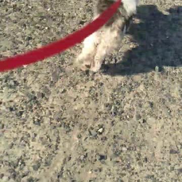 15+ Year Old Havanese Dog Runs Like a Rabbit!