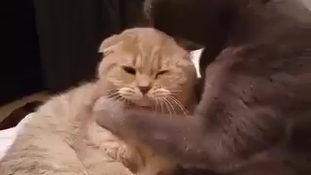 Top Funny Cats and Kittens Playing, Dancing Epic Compilation