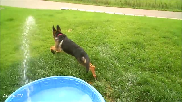 German Shepherd Puppies Swimming - CUTEST Compilation 😍