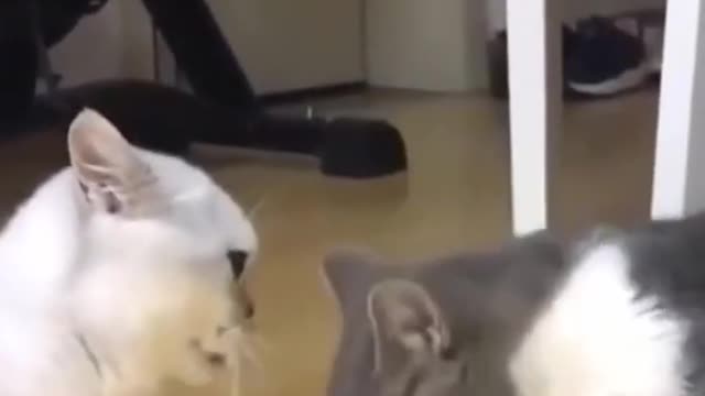 funny cats.Playing love