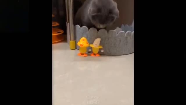 So funny and cute petss😘😍