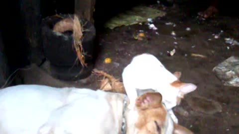 Cat clean our Dog 's body