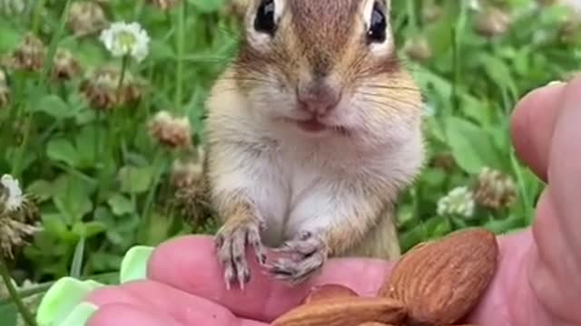 Awesome Funny Pet Animals Videos 😇 #short