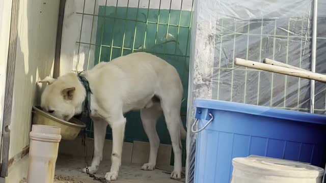 Dog eating while looking at the owner