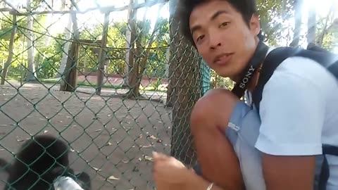 New Monkey Business! Funny Animals and Dumb Human Fails best video 2023 part 013