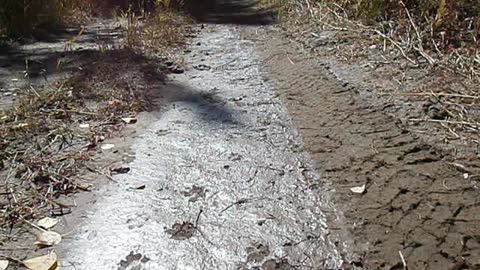 Cougar/ Mountain lion and cub tracks found "freshly made". Go Cougs! Idaho.