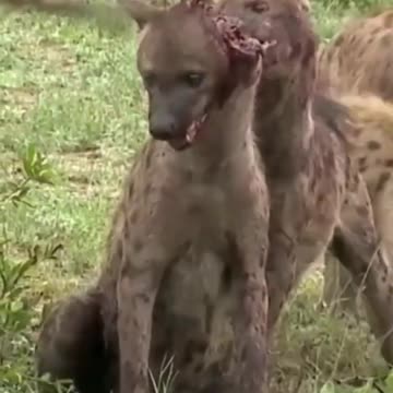 Animal Attack #wildlife #wild #animals #animal #fight #animals