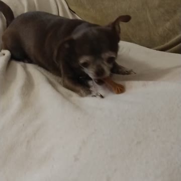 Silly Coco loves her treat