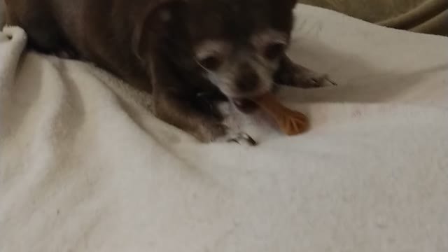 Silly Coco loves her treat