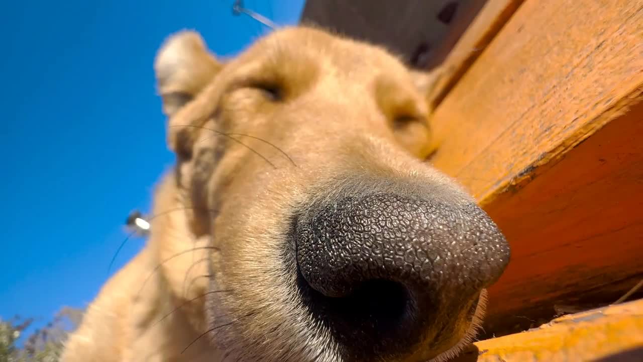 Close-up. The dog is resting in the park. Blue skies in the background