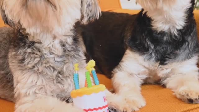 Birthday cake and candle with two funny dog's