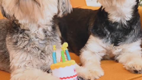 Birthday cake and candle with two funny dog's