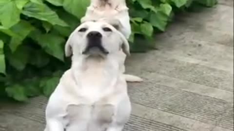 Dog playing in water