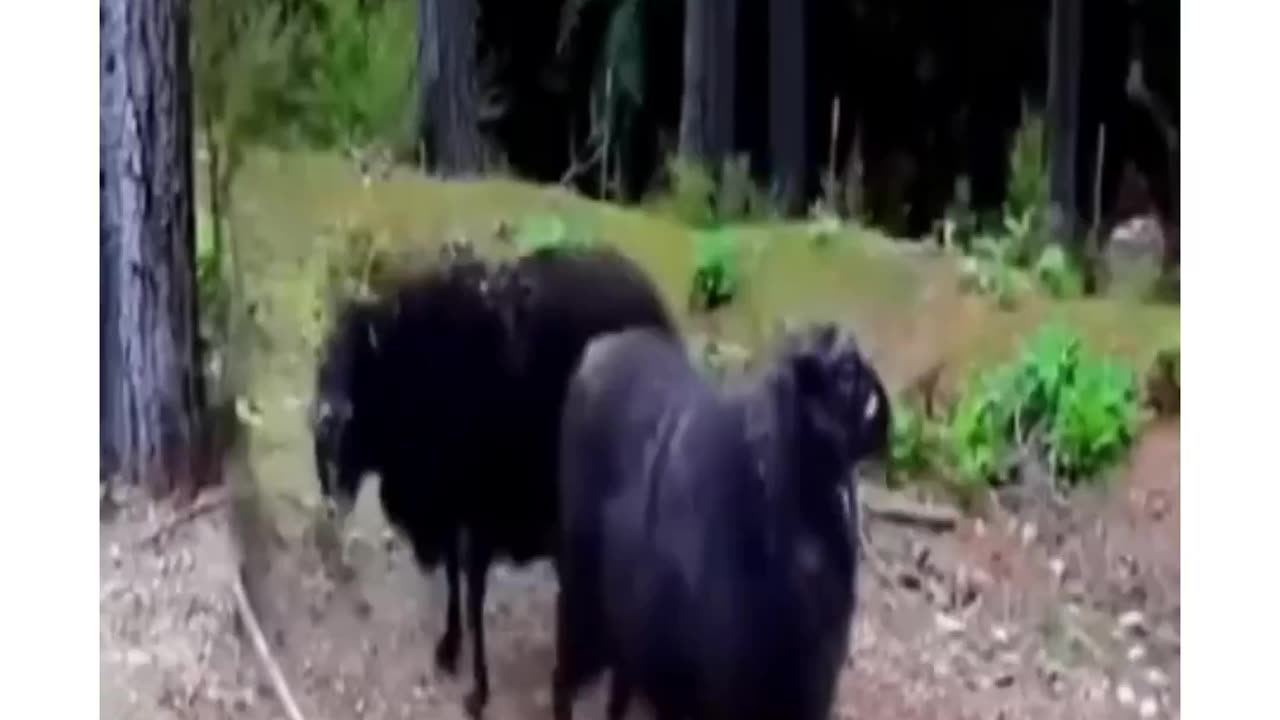 Animals funny video🤣🤣🤣