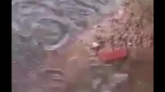 Mother mouse saves pups from floods