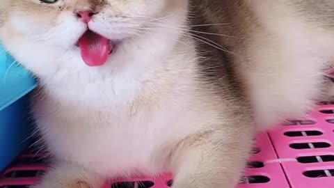 Beautiful Cat Cute