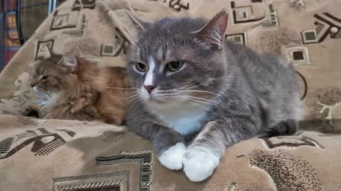 Pet Cats Resting On The Living room