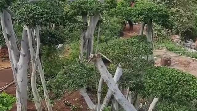 Tree Unique in My Grandma's Garden