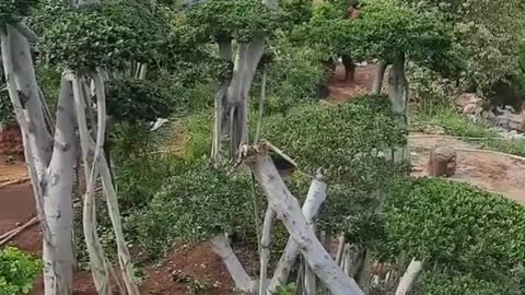 Tree Unique in My Grandma's Garden