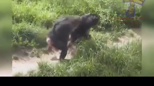 A day in the animals life