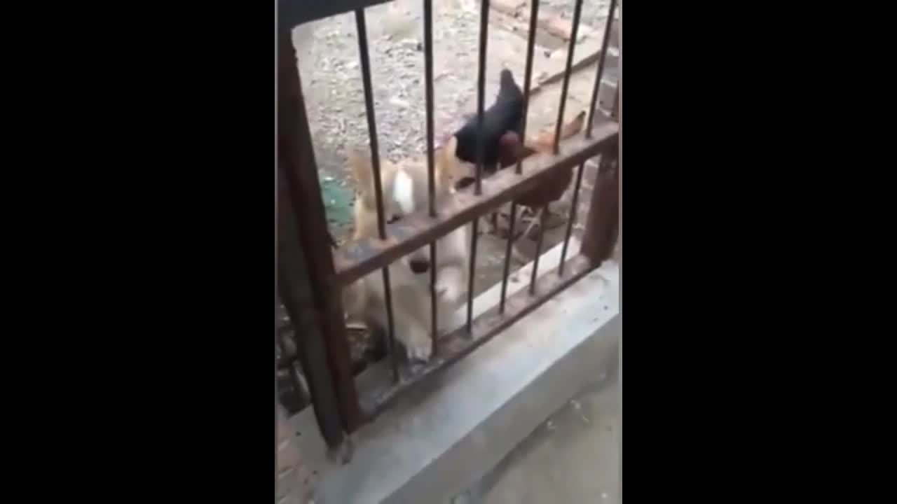 funny animals fright #3