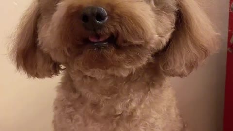 Magical show of cute poodle! * 1