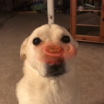 Perro balancea perfectamente un Fidget Spinner sobre su hocico