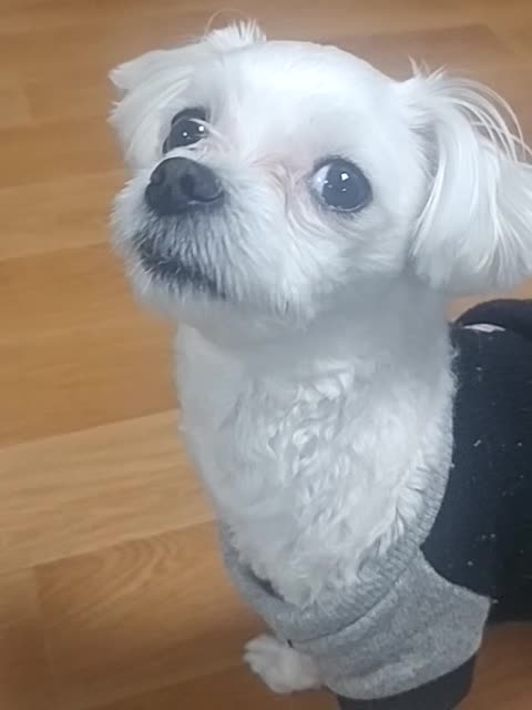 The puppy is charming for a snack.