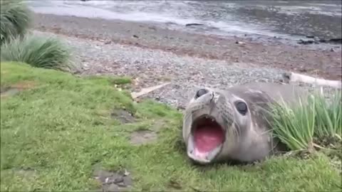 Angry waterdogs are disturbed