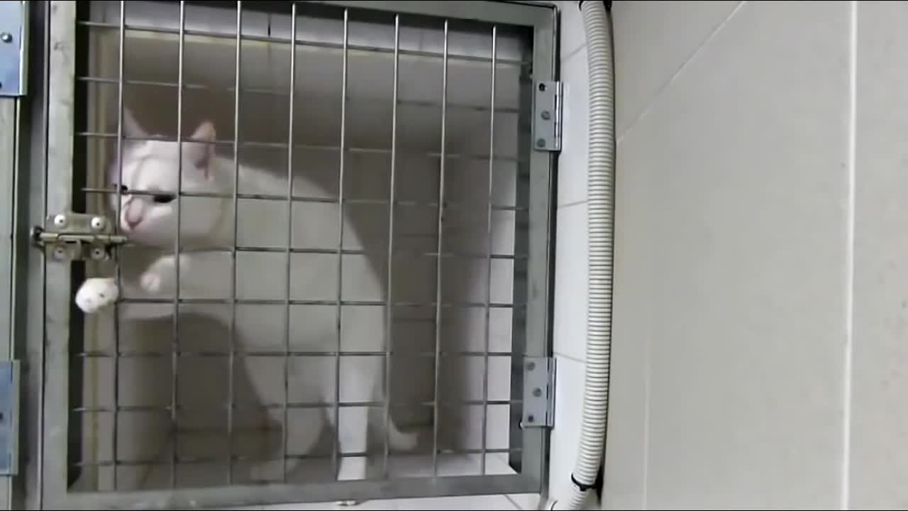 White kitten.