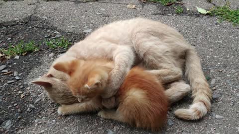 Cat playing with a little kitten