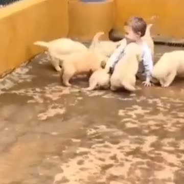 A child is playing with a child of a lot of dogs