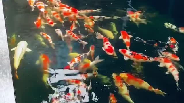 Koi fish pond