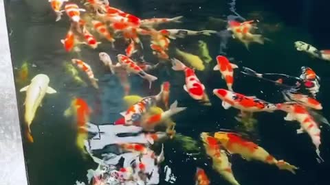 Koi fish pond