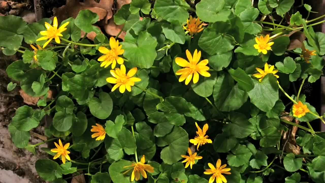 Amazing nature/ Beautiful blooming flower time lapse video