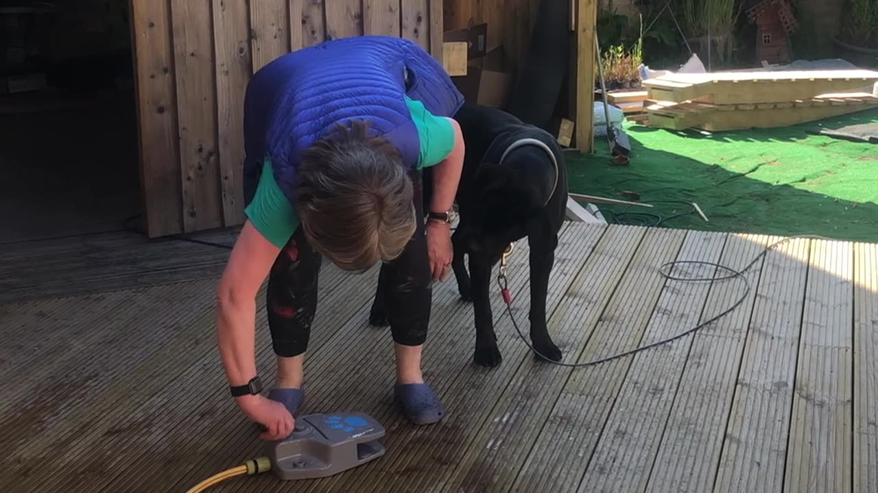 Cane Corso Splashes Owner With Hose