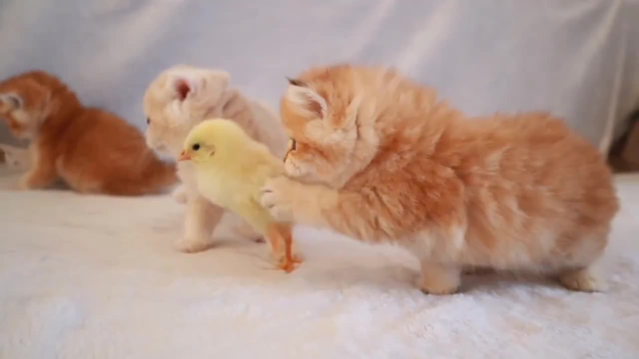 Funny and cute cat and chicken.