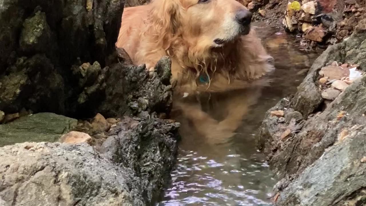 Golden Retriever Vibes In Stream