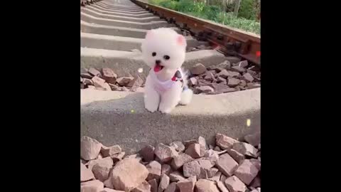 very funny animals