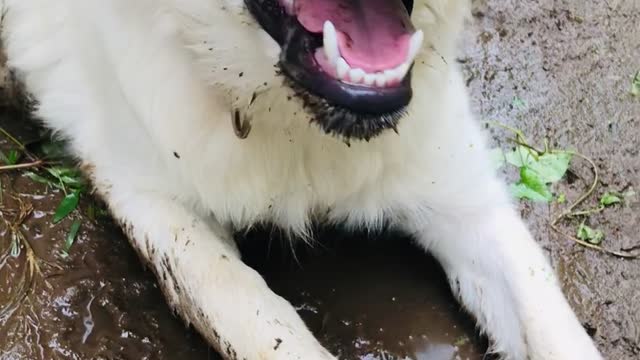 GOLDEN PUPPY PLAYING WITH MUD