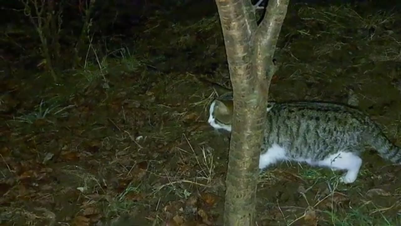 Male cat wants to mate, female cat does not allow