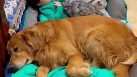 cute baby sleeping with cat and dog