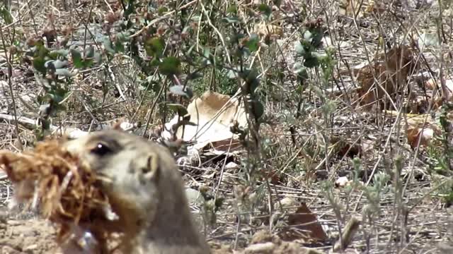 Bald eagle attacked by hawks