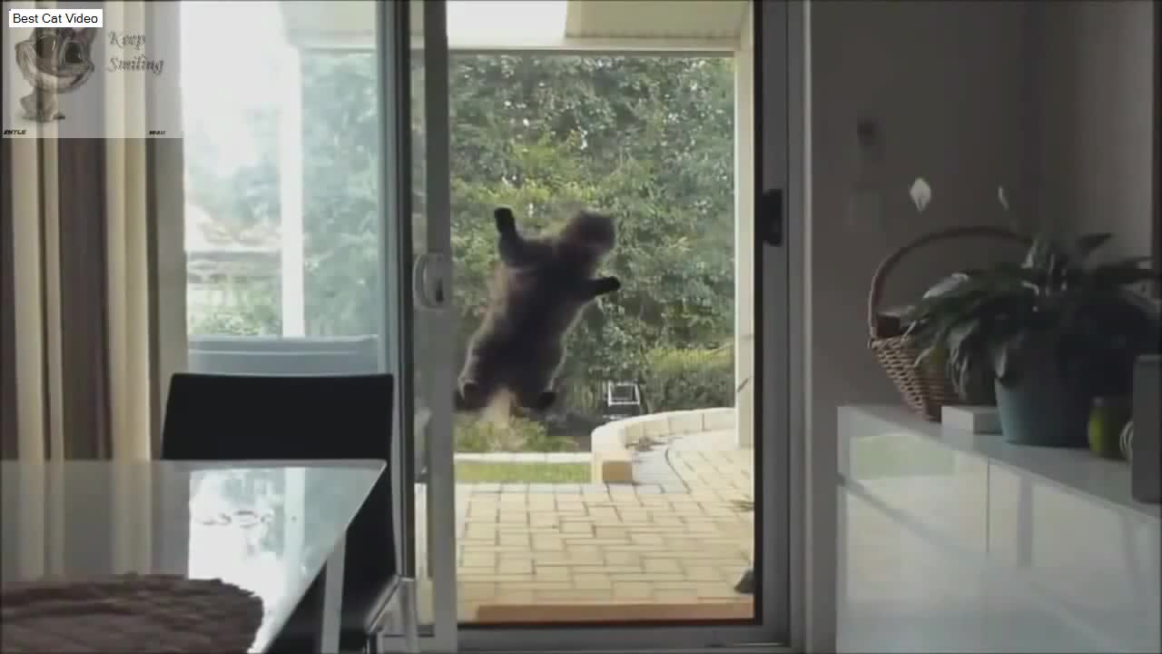 Very funny animals, funny cats and dogs, jokes with animals.