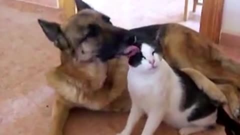 GERMAN SHEPARD LOVE
