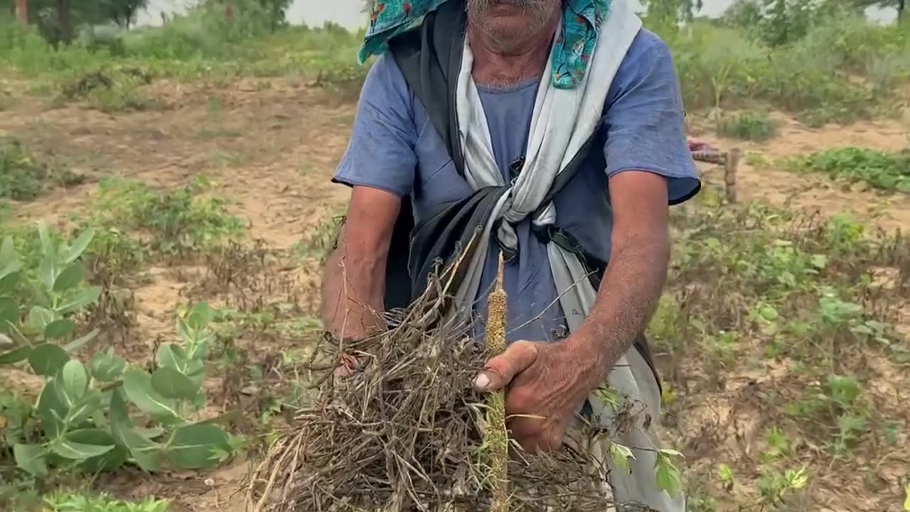 India Rajasthan ke gaon ki kheti me kisan fasal ugata huwa