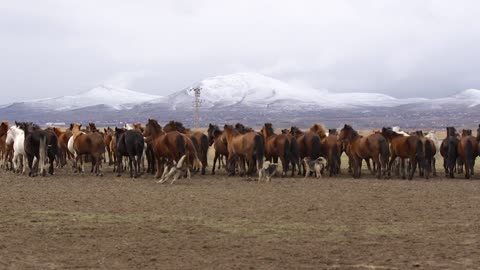 Whoever guards the dogs guards the horses or vice versa