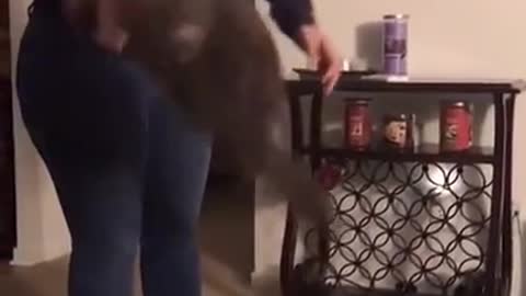 Kitty's adorable way of jumping into her human's arms